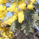 Image of Acacia dealbata subsp. subalpina Tindale & Kodela