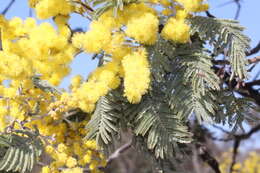 Image of Acacia dealbata subsp. subalpina Tindale & Kodela