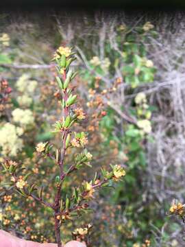 Image de Micrantheum serpentinum Orchard