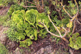 Image of Aeonium canariense (L.) Webb & Berth.