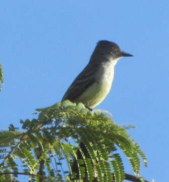 Image of Stolid Flycatcher