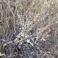 Image of longstem buckwheat