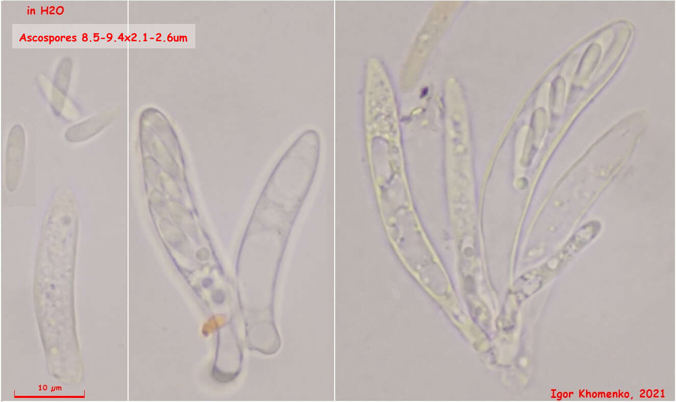 Image of Fuscolachnum misellum (Roberge ex Desm.) J. H. Haines 1989