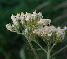 Image of Achillea inundata Kondrat.