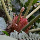 Image de Gunnera mexicana Brandeg.