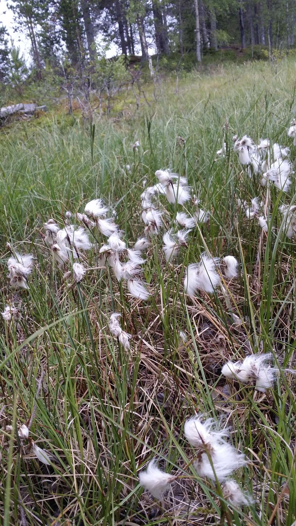 Image of broad-leaved cottongrass