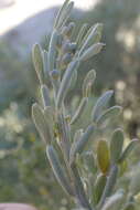 Image of <i>Calobota angustifolia</i>