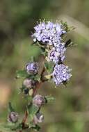 Image of Rincon Ridge ceanothus