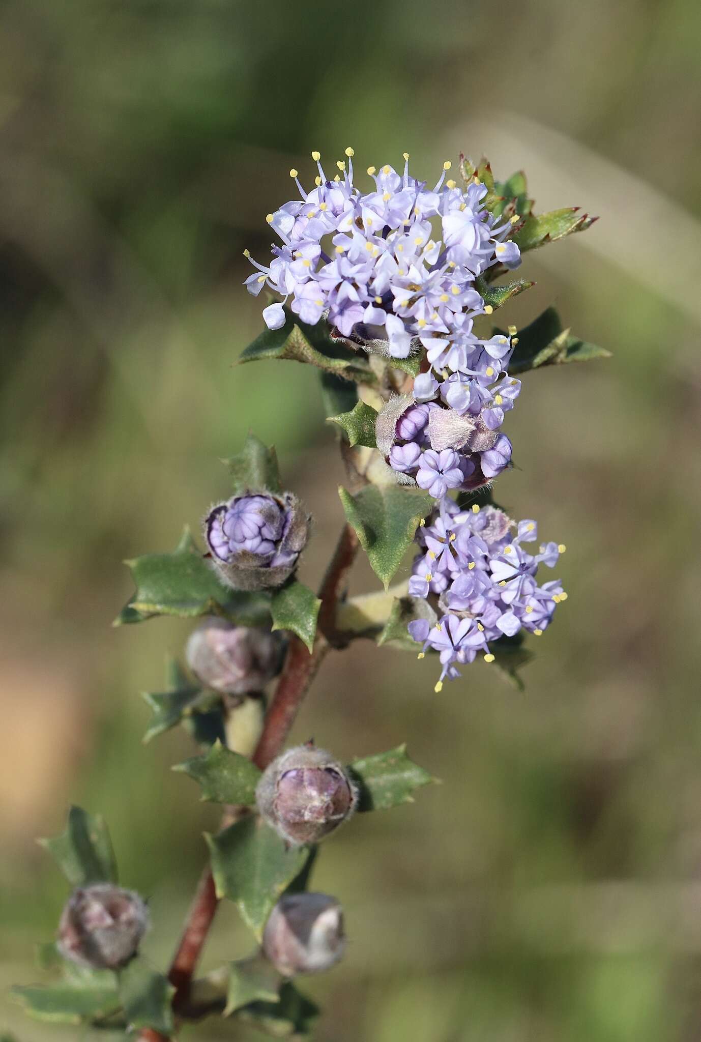 Image of Rincon Ridge ceanothus