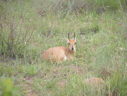 Image of Steenbok