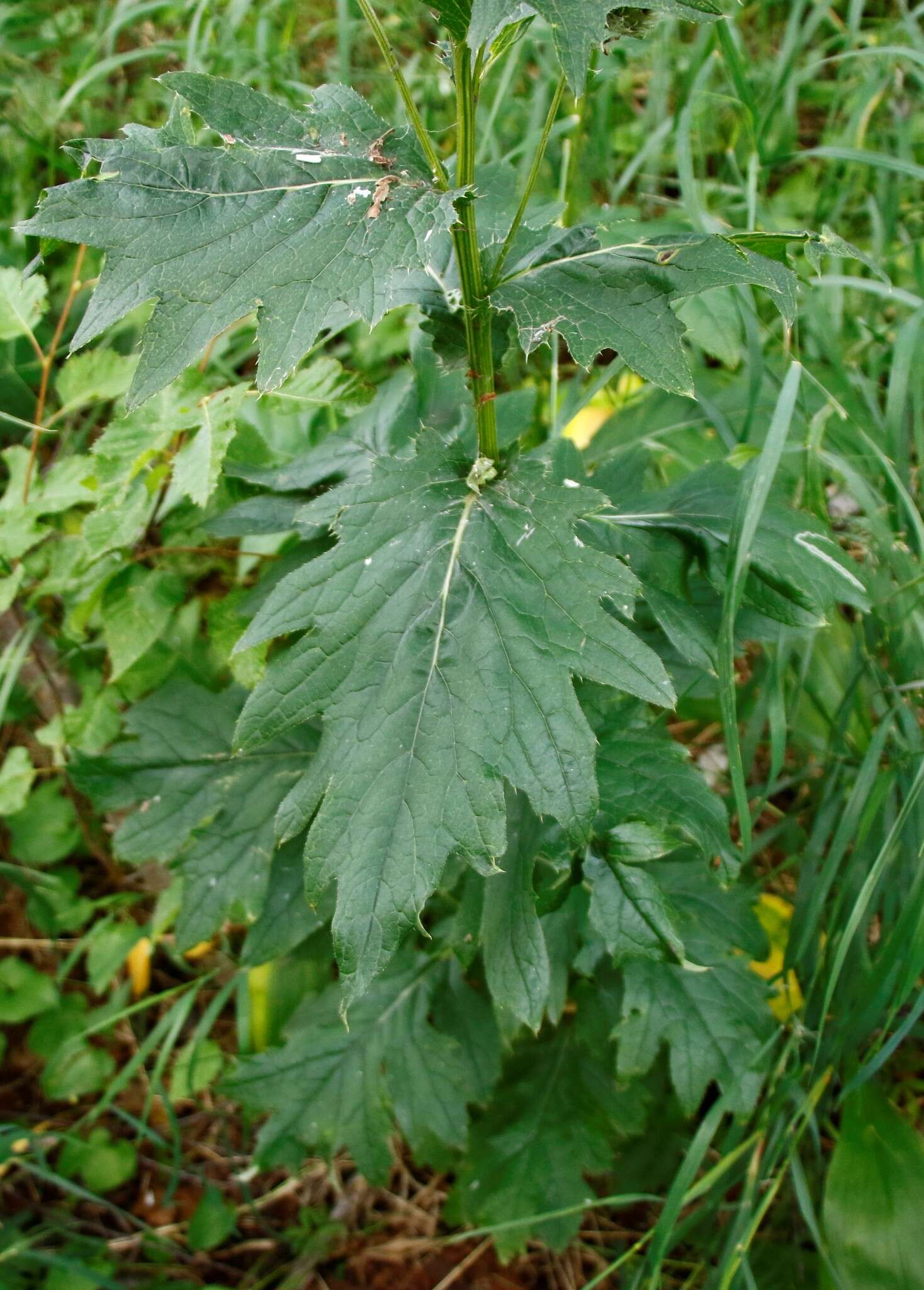 Слика од Cirsium kamtschaticum Ledeb. ex DC.