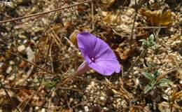 Image of Ipomoea ternifolia var. valida (House) J. A. Mc Donald