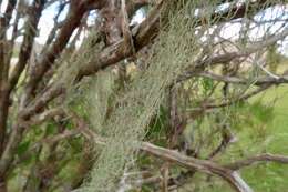 Image of cartilage lichen