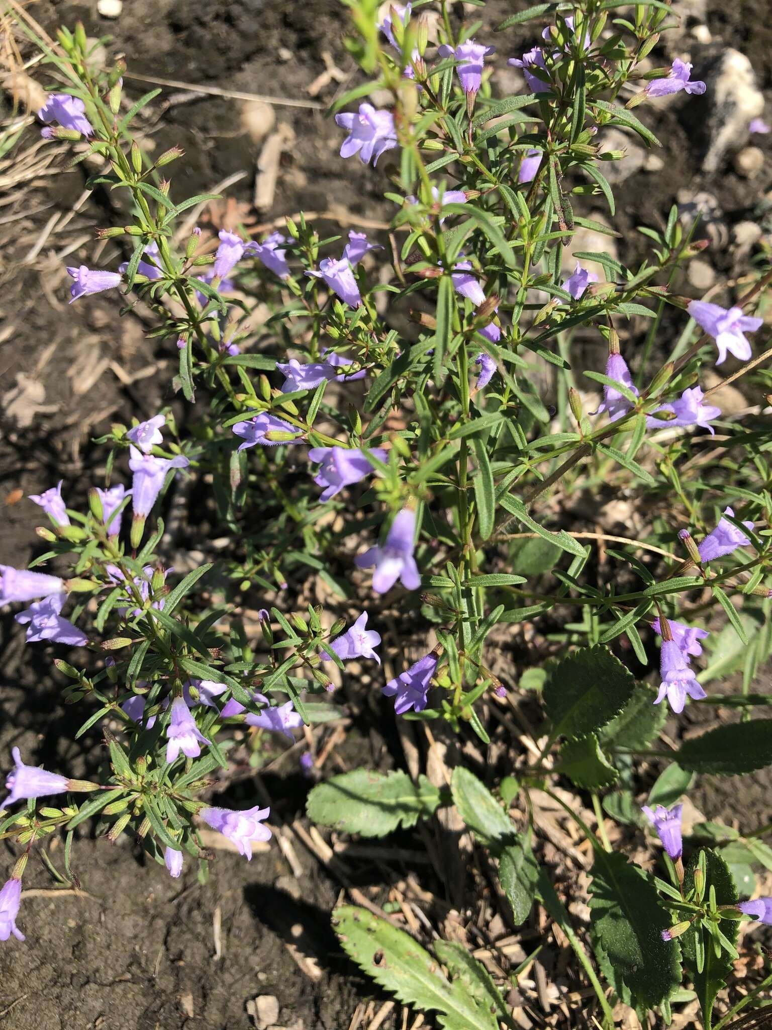 Clinopodium arkansanum (Nutt.) House resmi