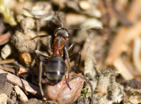 Image of Black-backed meadow ant