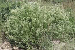 Image of Arizona baccharis