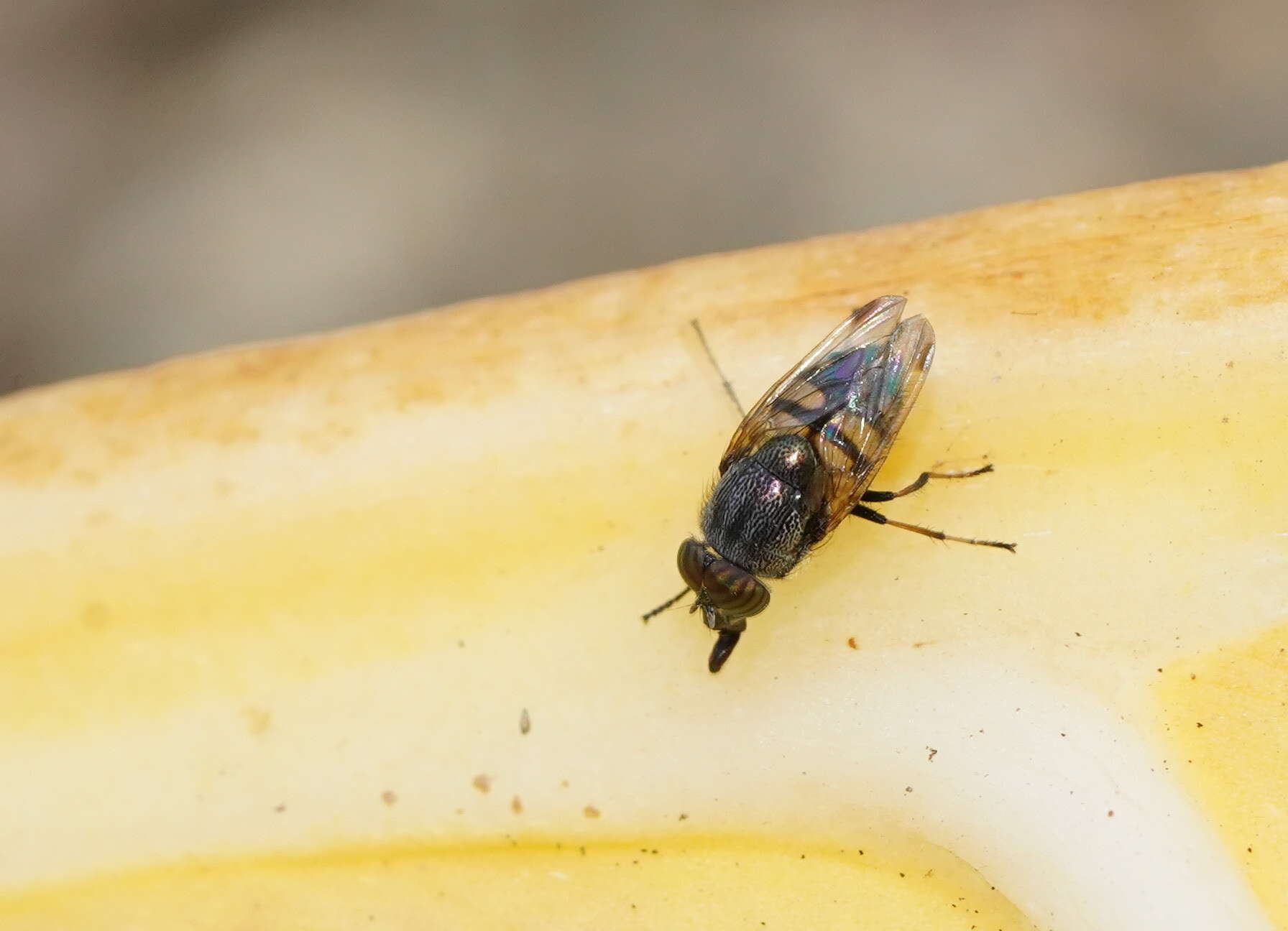 Image of Stomorhina discolor (Fabricius 1794)