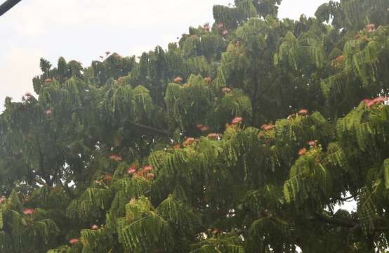 Image de Arbre à la Pluie