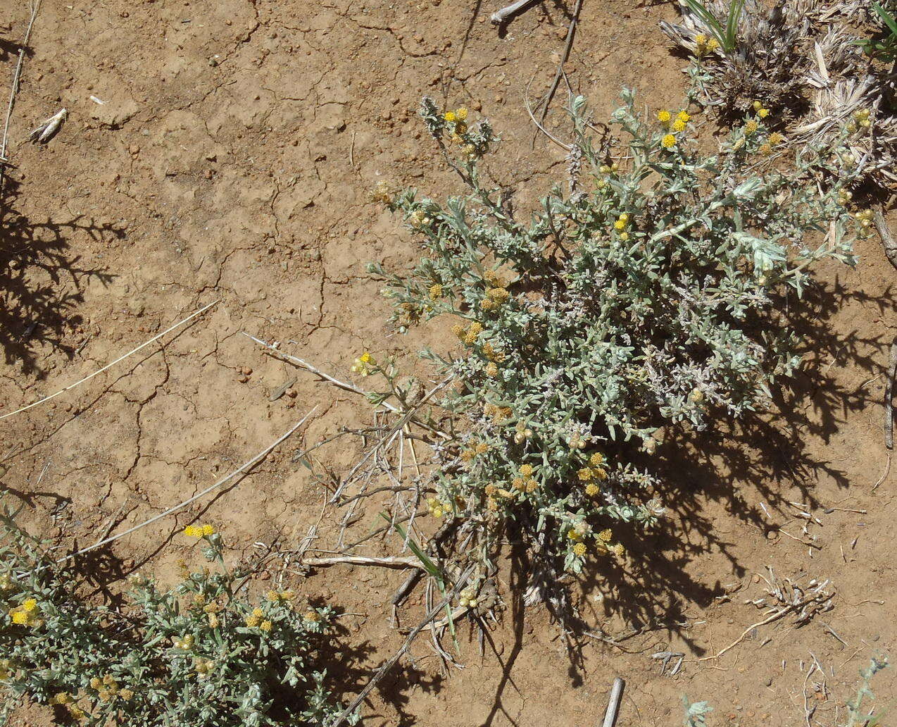 Image of Helichrysum dregeanum Harv. & Sond.