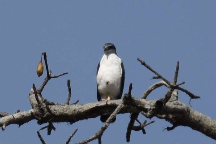 Image of Gray-backed Hawk