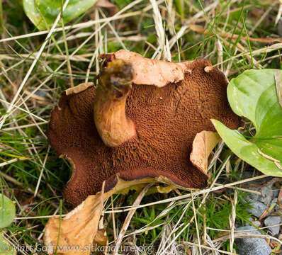 Image of Chalciporus piperatus (Bull.) Bataille 1908