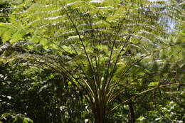 Image of Cyathea bicrenata Liebm.