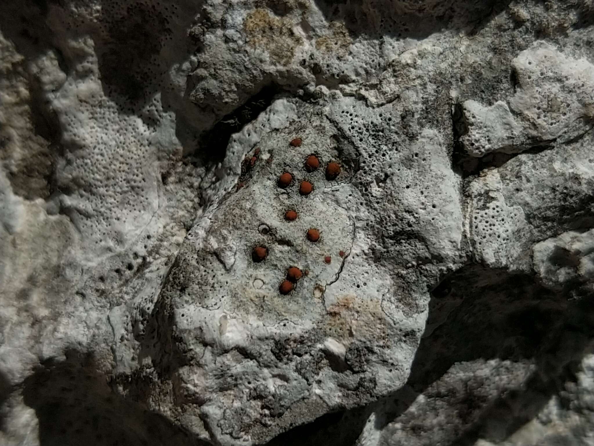 Protoblastenia calva (Dicks.) Zahlbr. resmi