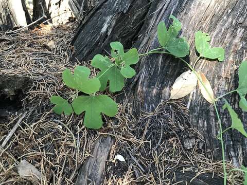 Passiflora affinis Engelm. ex A. Gray的圖片