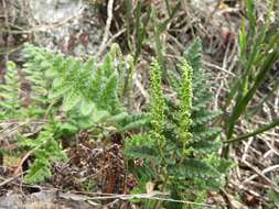 Image of Anemia tomentosa (Sav.) Sw.