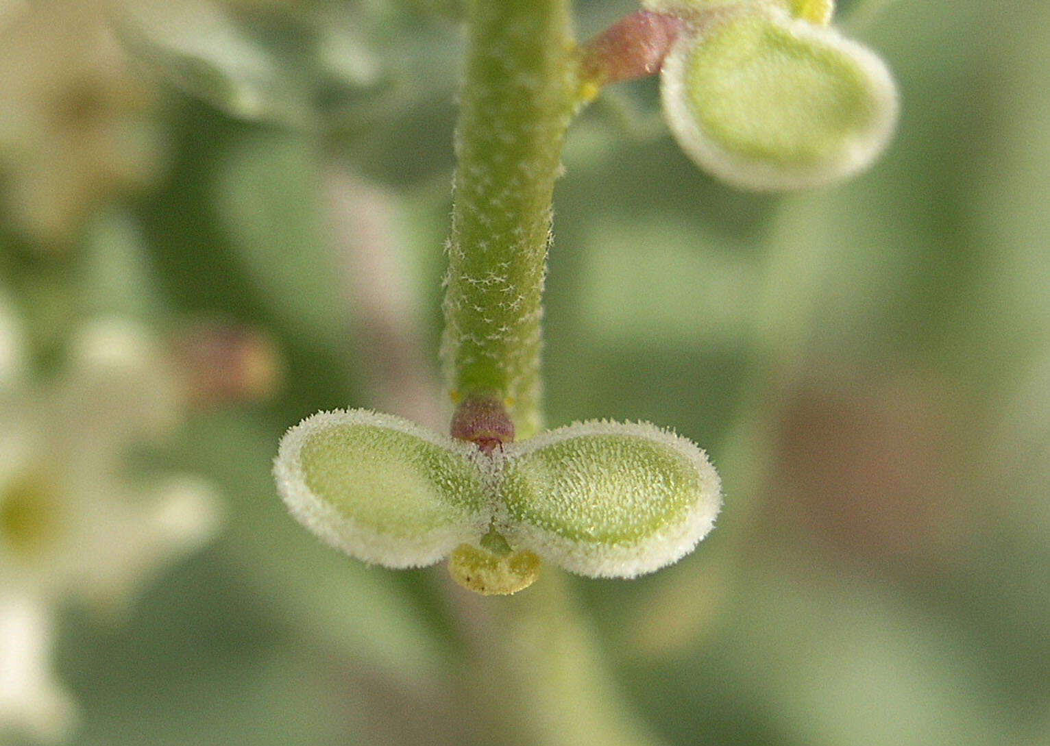 Image of California shieldpod