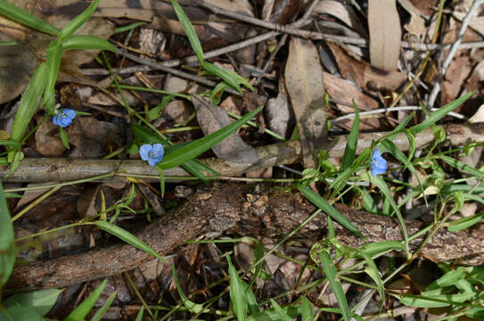 Image of Commelina lanceolata R. Br.