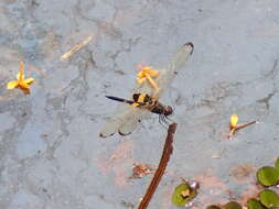 Image of Yellow-barred Flutterer