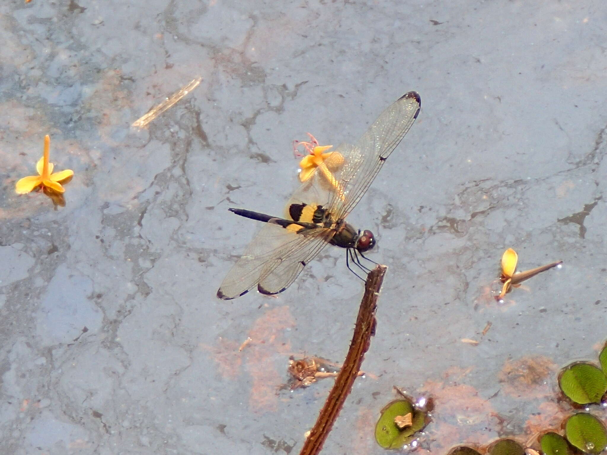 Image of Yellow-barred Flutterer