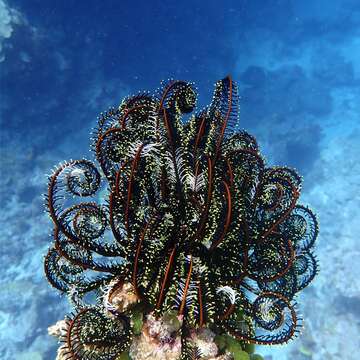 Image of Bottlebrush Feather Star