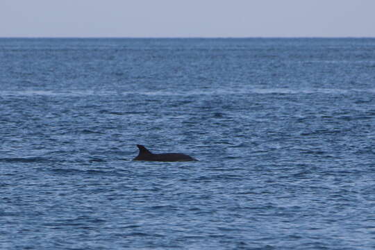 Imagem de Tursiops truncatus ponticus Barabash-Nikiforov 1940