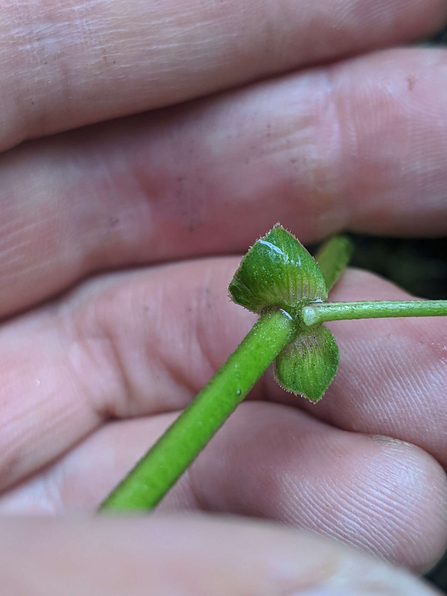 Image of Robbins' milkvetch