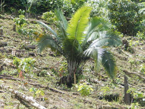 Image of ivory nut palm