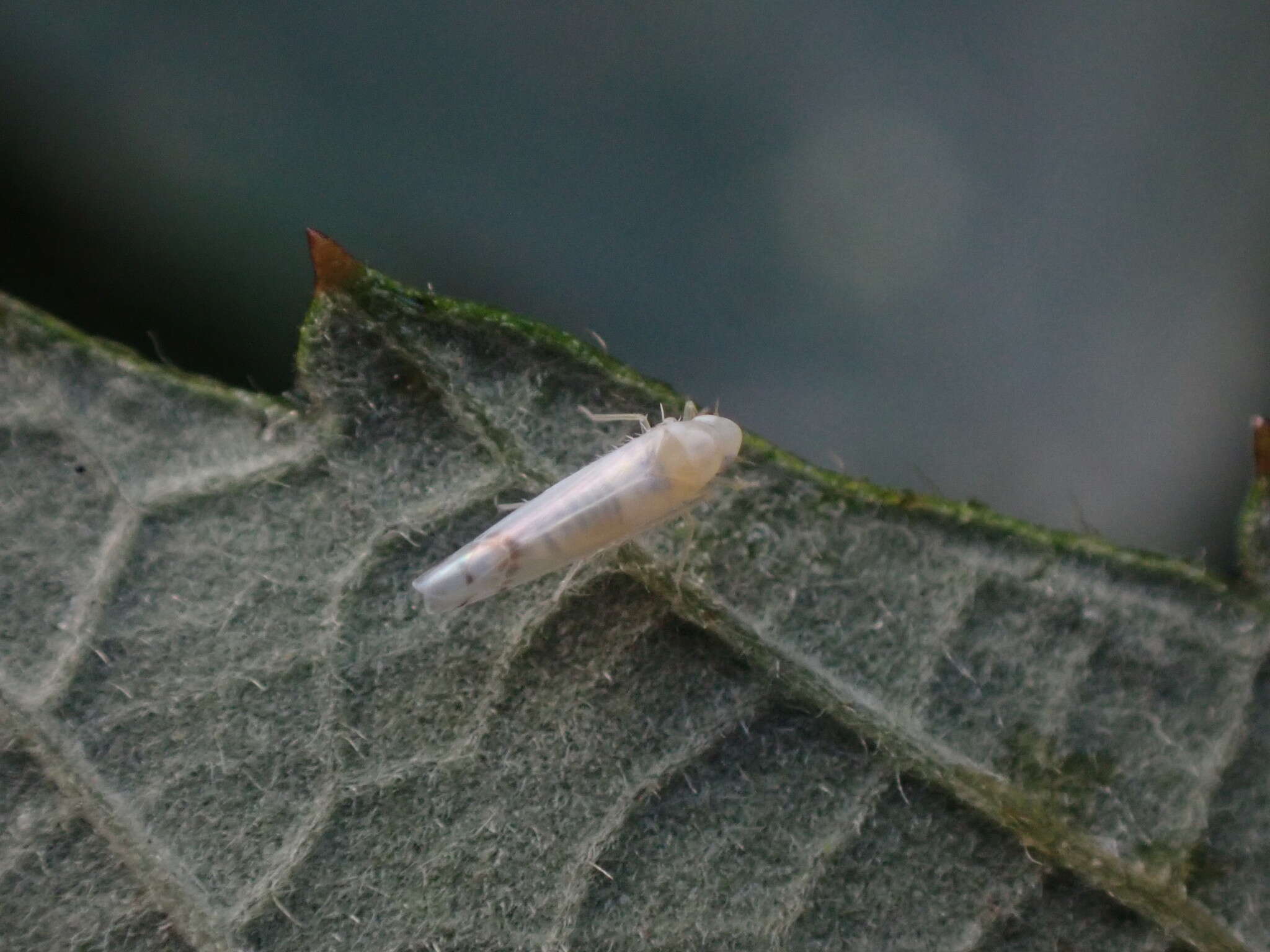 Image of Leafhopper