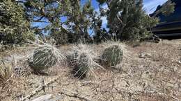 Image of Navajo Bridge pricklypear