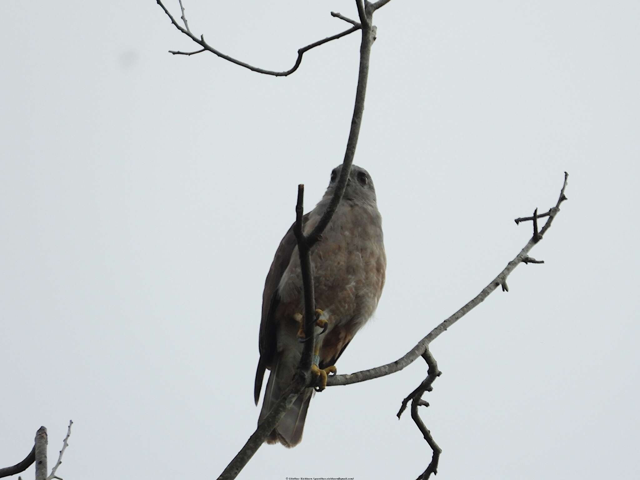 Слика од Buteo ridgwayi (Cory 1883)