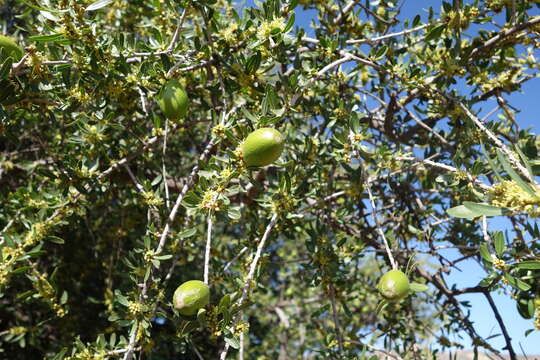 Image of Sideroxylon spinosum L.