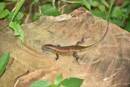 Image of Zonosaurus subunicolor (Boettger 1881)