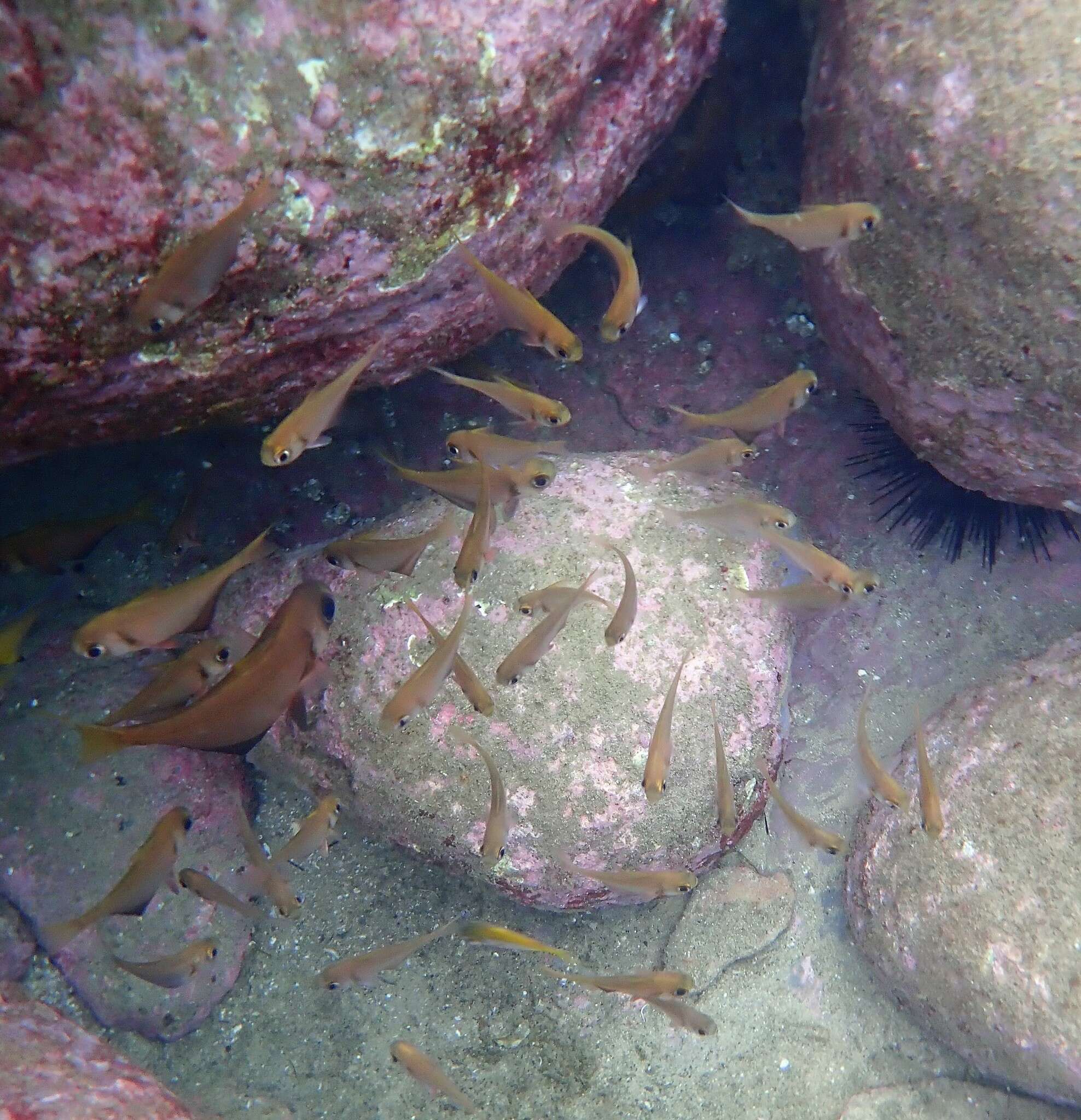 Image de Pempheris compressa (White 1790)