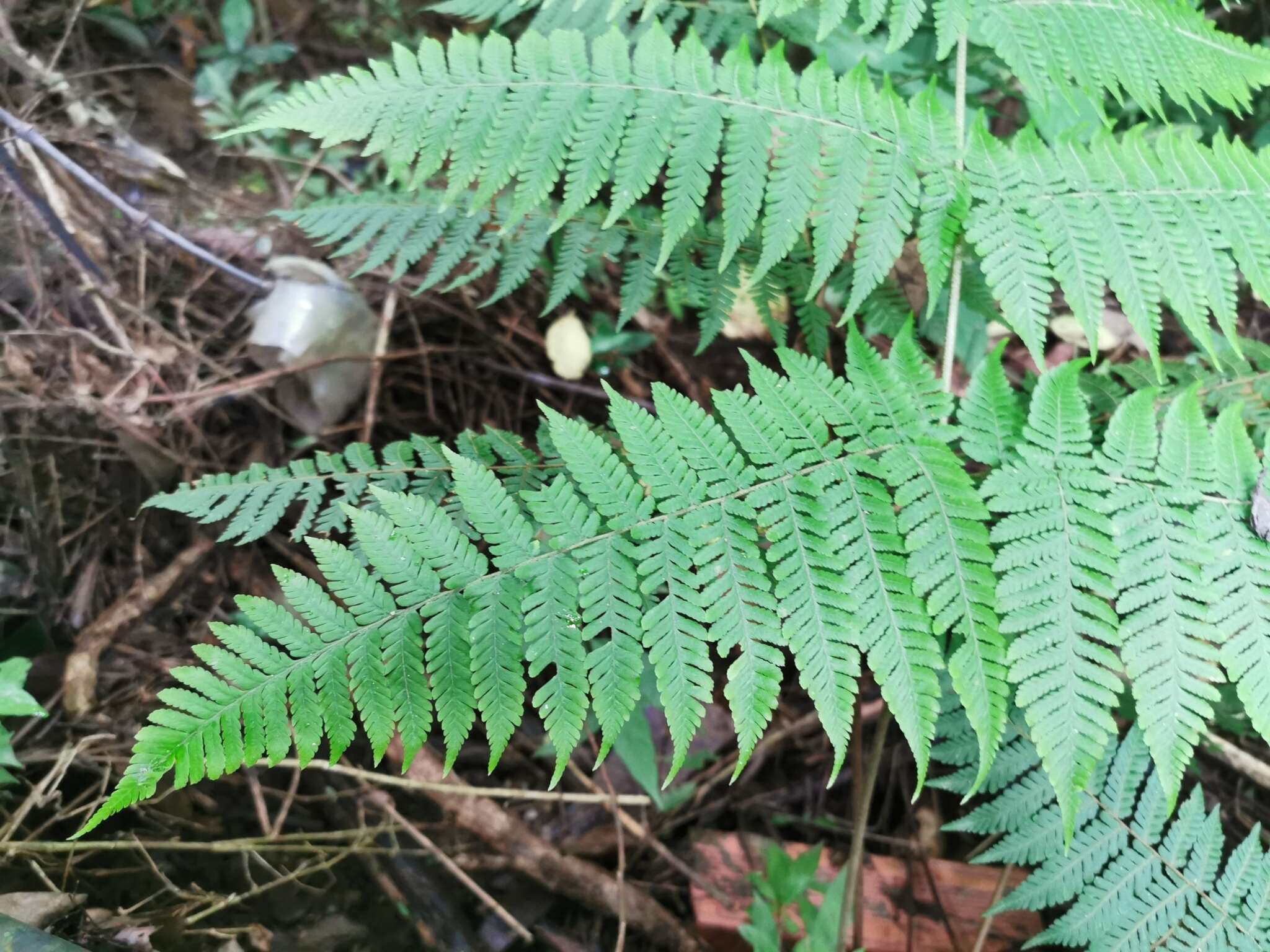 Image of Megalastrum villosum (L.) Holtt.