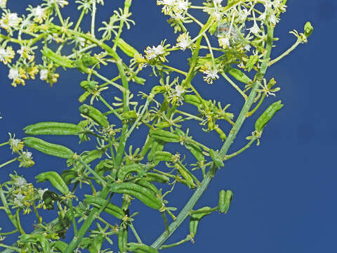 Image of Reseda lanceolata Lag.