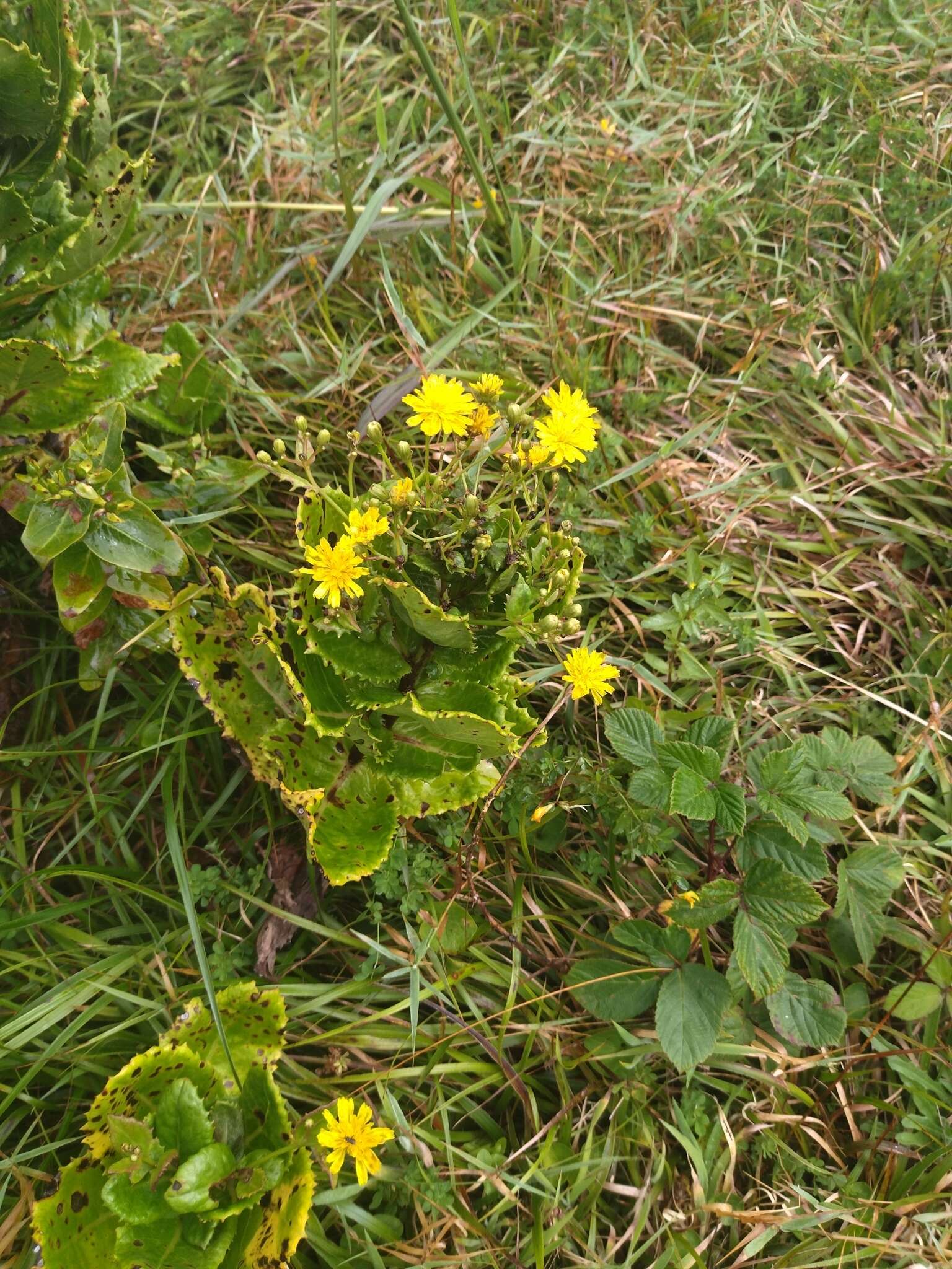 Tolpis azorica (Nutt.) P. Silva resmi