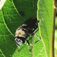 Image of Stratiomys constricta Walker 1860