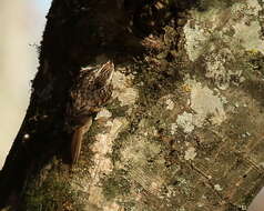 Image of treecreepers