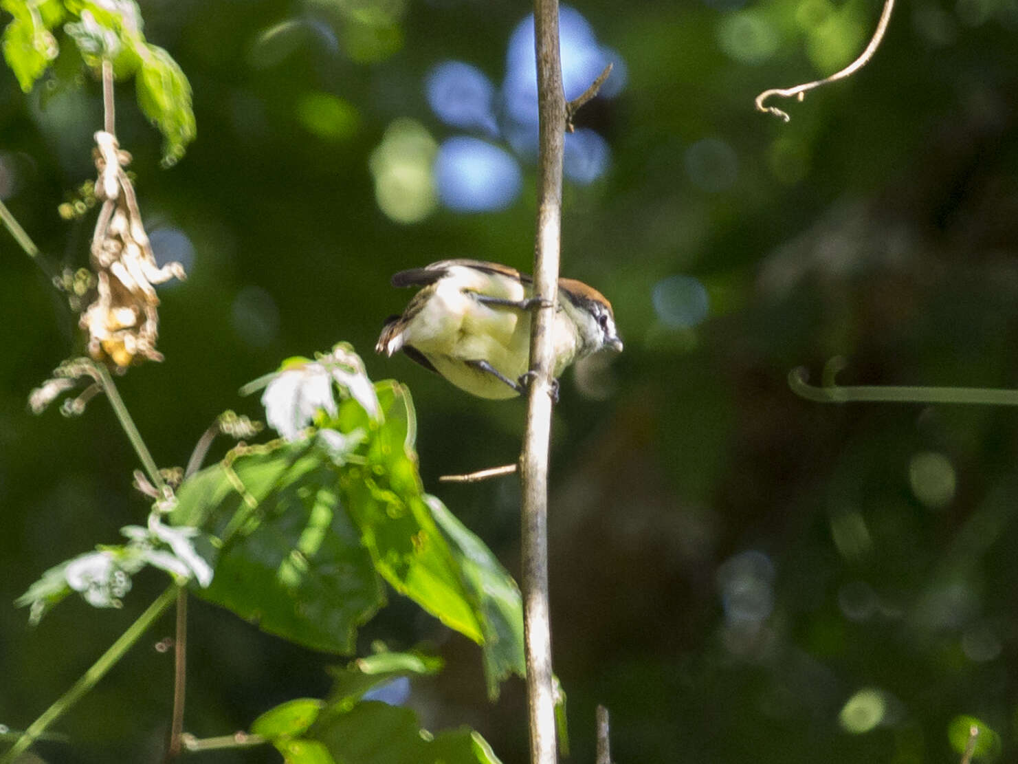 Imagem de Pachyramphus albogriseus Sclater & PL 1857