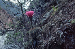 Echinopsis mamillosa Gürke resmi